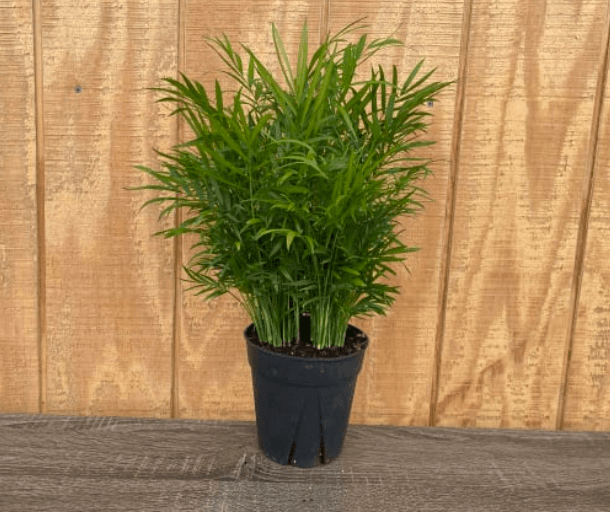 Green Plants PALM 6" NEANTHA BELLA 812-0004