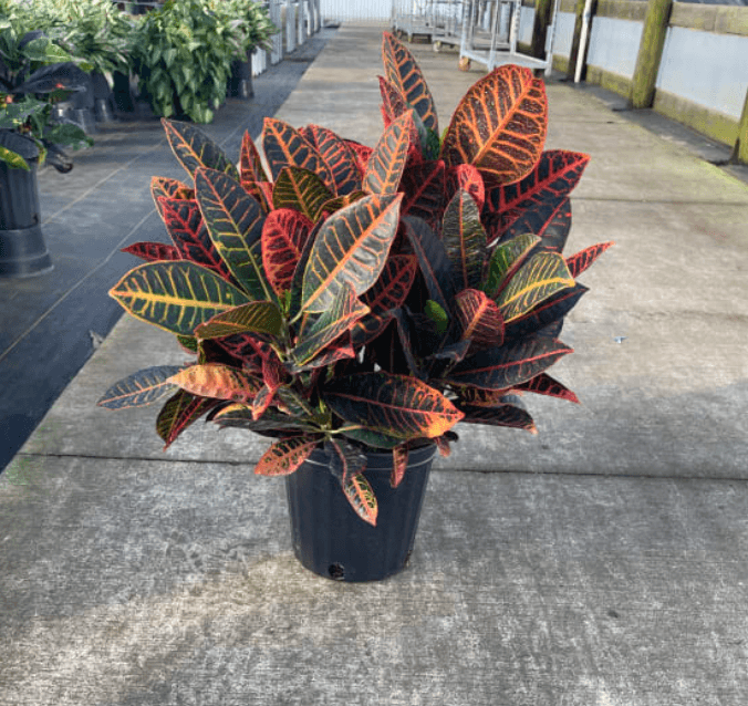 Green Plants CROTON 8" 807-0003
