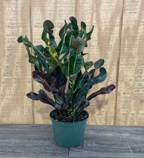 Green Plants CROTON MAMMY 6" 807-0004