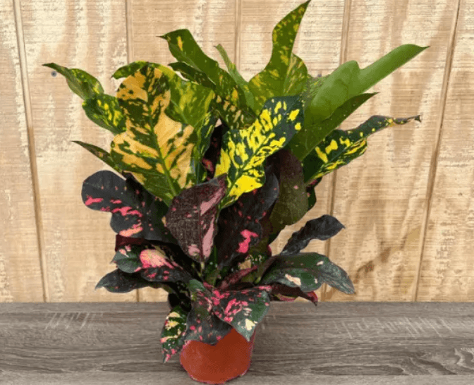 Green Plants CROTON MAGNIFICENT 6" 807-0005