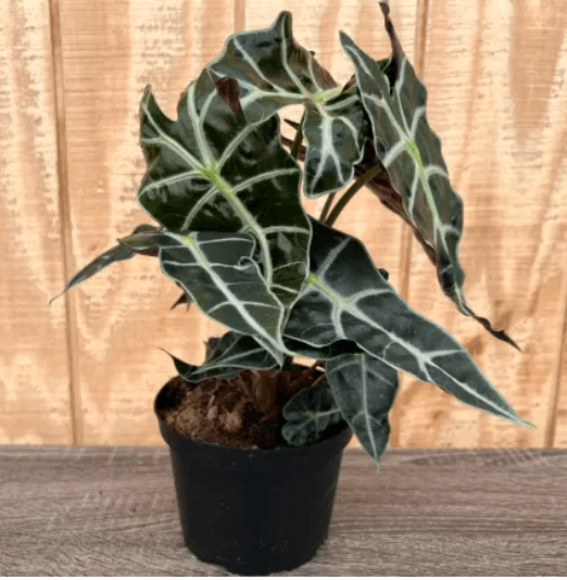 Green Plants ALOCASIA POLLY 6" 807-0007