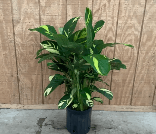 Green Plants LUBBERSIANA BRAZILIAN SNOW 10" 810-0015
