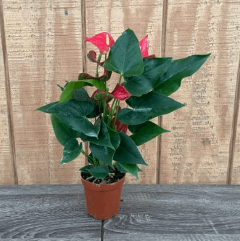 Blooming Plants ANTHURIUM 4" 855-0007